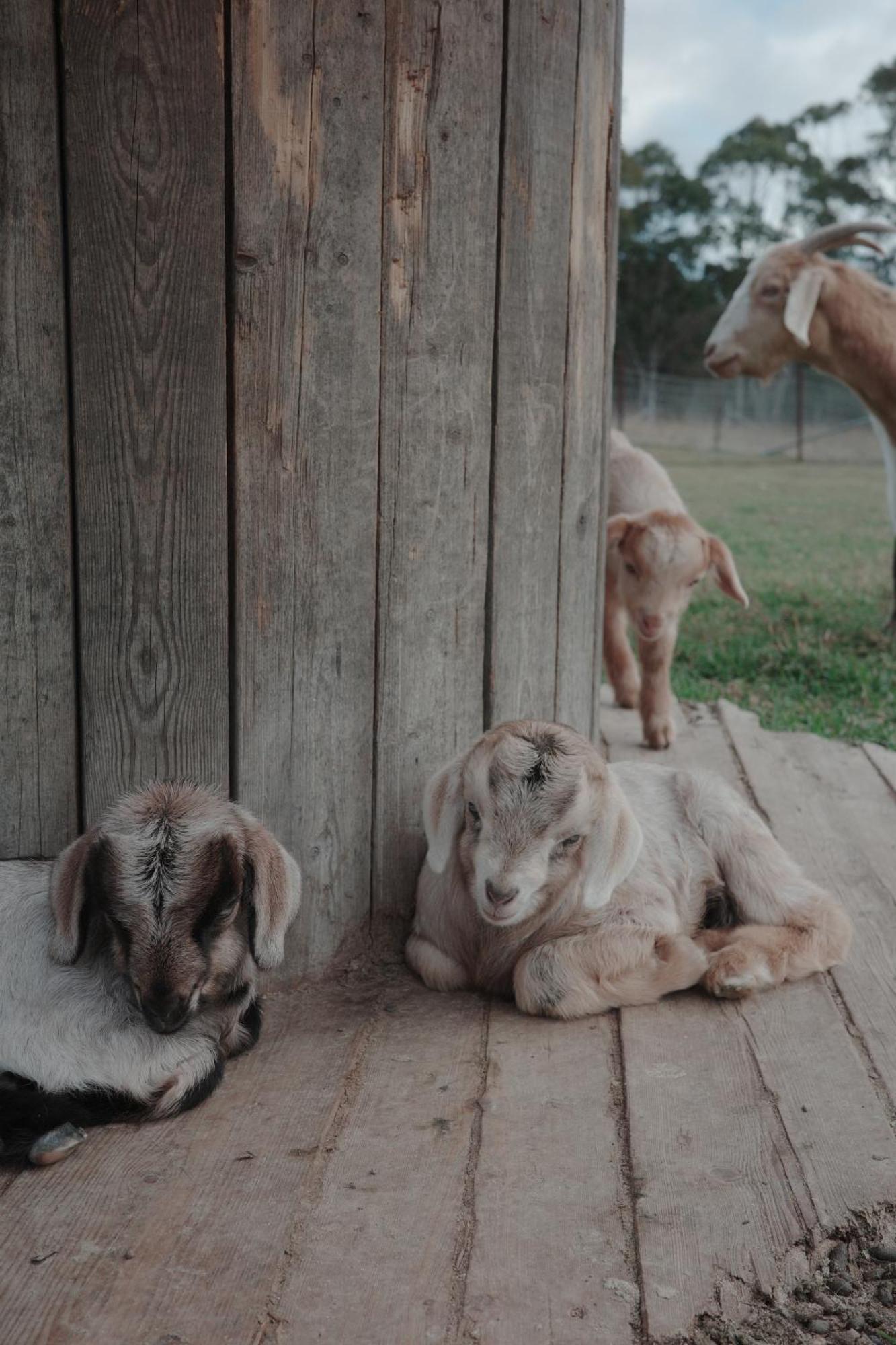 The Woods Farm Jervis Bay Βίλα Tomerong Εξωτερικό φωτογραφία